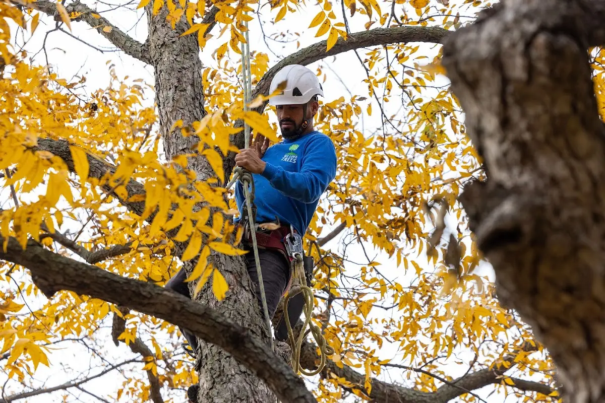 Skilled Tree Planting crew working in Powellville