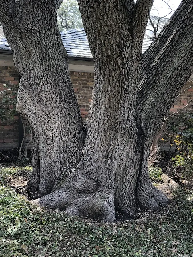 Mature heritage tree close to a Powellville property cared for by certified arborists
